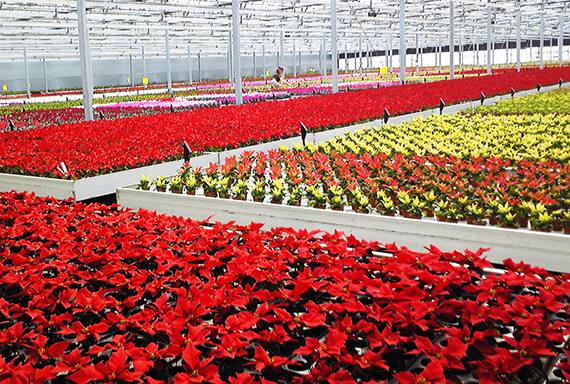 花卉工場(あおもり花工房)