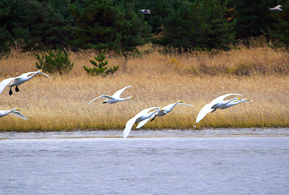 白鳥の飛来する湖沼群（六ケ所村）